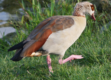 29-Nilgans-035.jpg